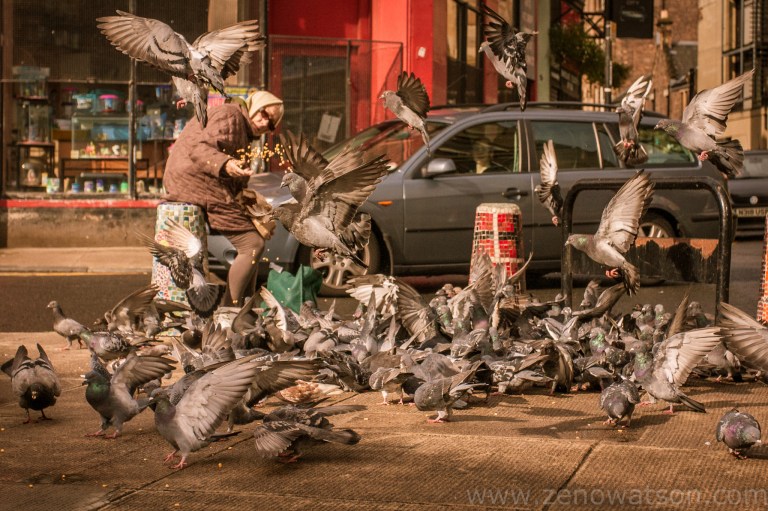 Pigeons IMG_0342